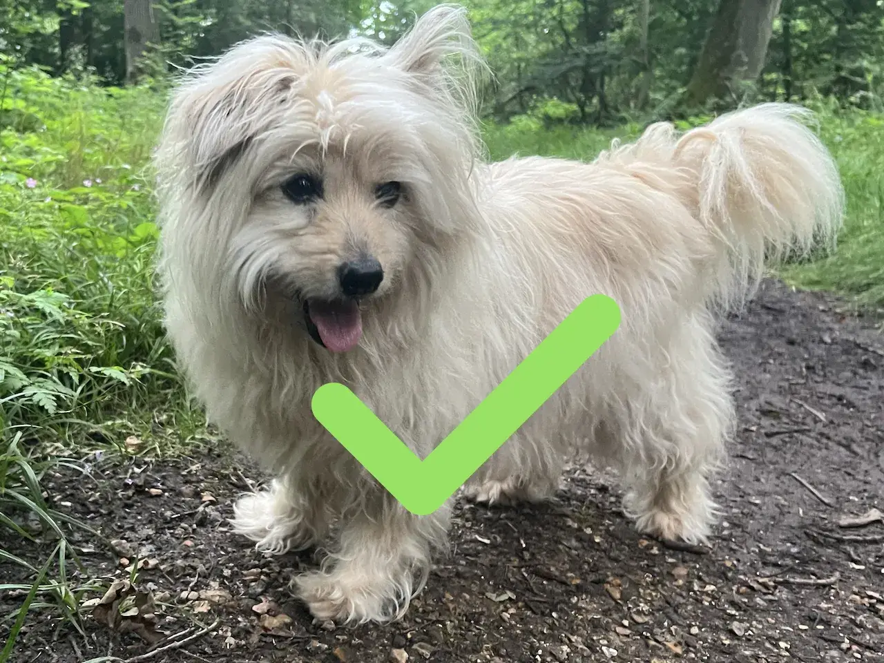 Example of correct image